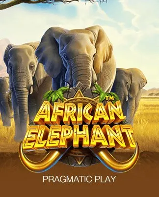 African Elephant - PP